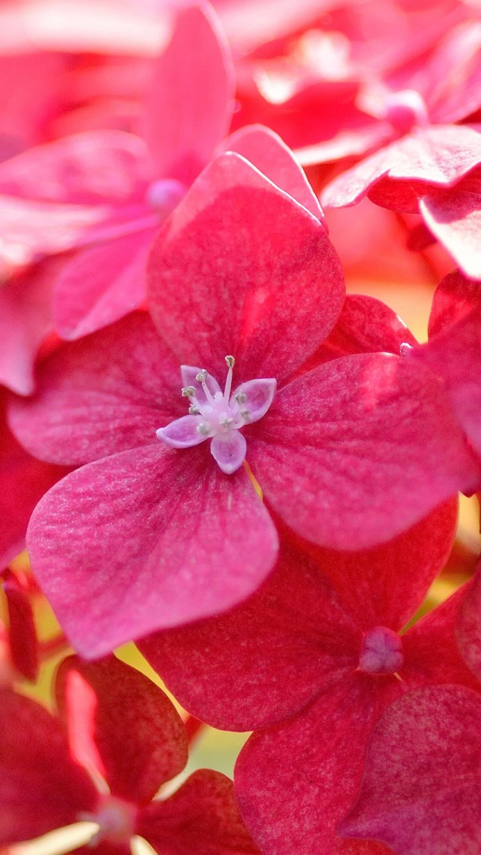 Close up of a pink Hydrangea flower with a light pink center