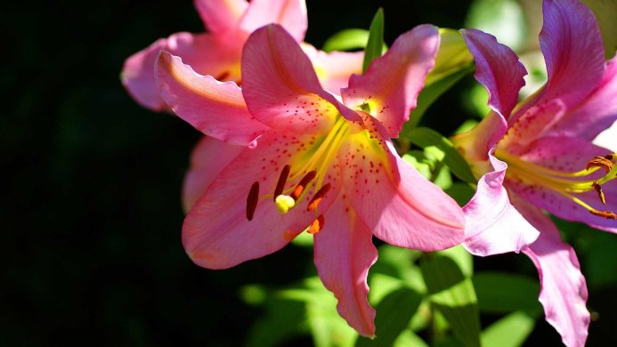 Close-up of a pink lily flower with yellow stamen and red spots against a dark background