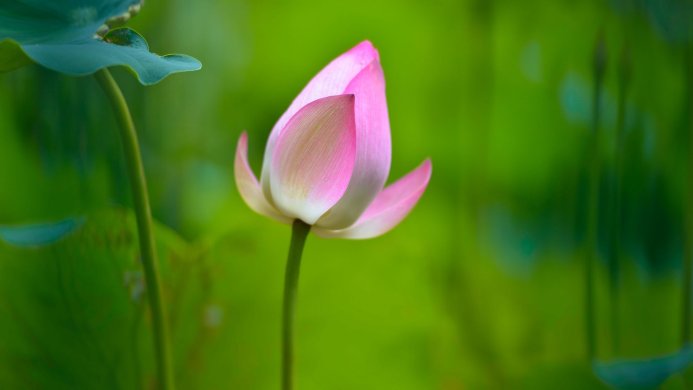 Close up of a pink lotus flower bud with green background