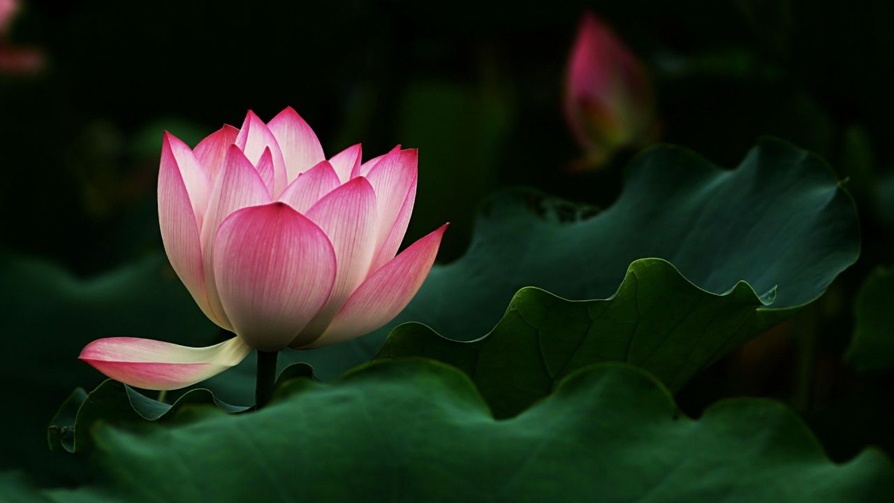 Pink lotus flower with green leaves