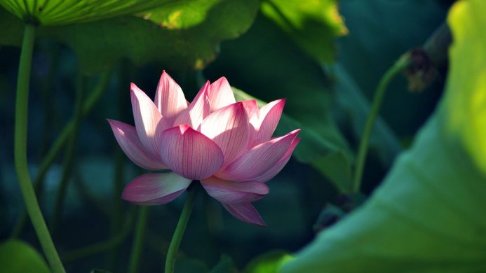 Close-up of a pink lotus flower surrounded by green leaves in a natural setting