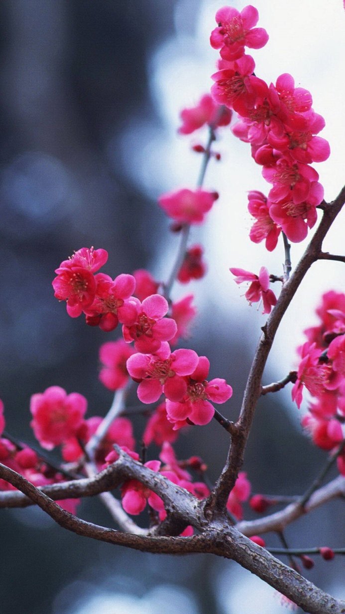 Close-up of blooming pink plum blossoms on branches against a blurred background