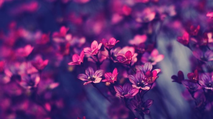 Close-up of small pink and purple flowers with a blurred background