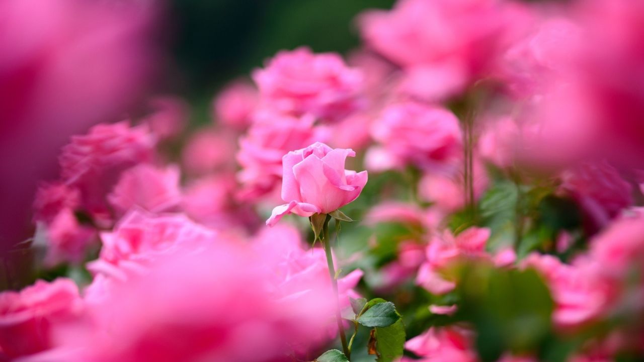 Pink rose in a field of roses