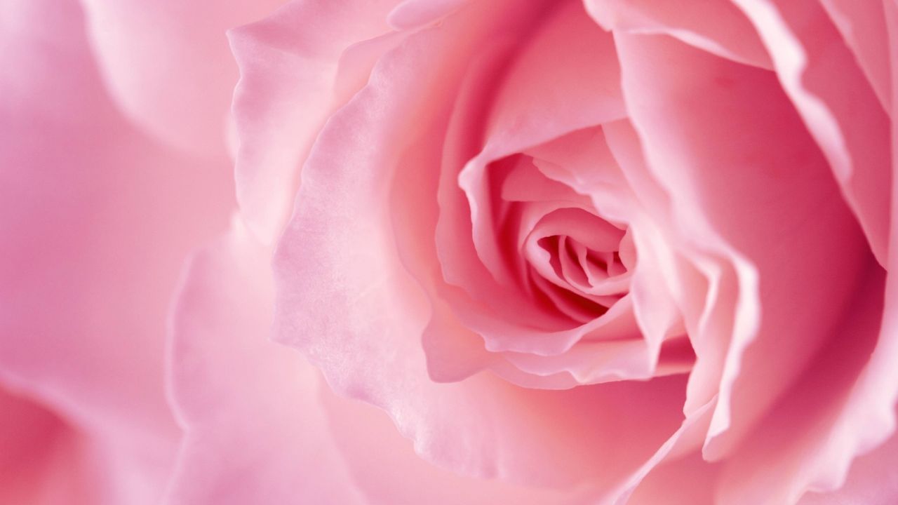 Close-up of a pink rose