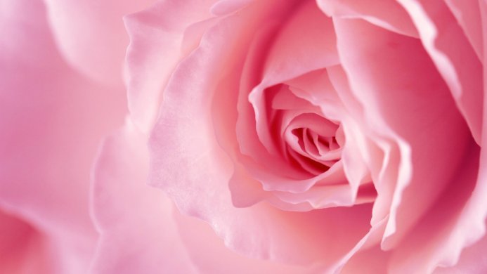 Close-up of a pink rose, showing delicate petals