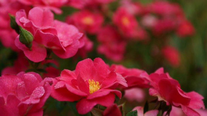 Close-up of pink roses with dew drops on the petals against a blurred green background