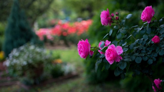 Pink roses in a lush green garden with red flowers in the background