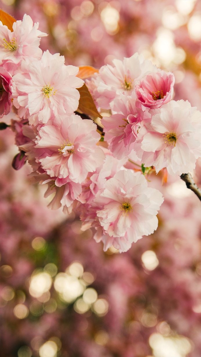 Close-up of blooming pink Sakura flowers on a tree branch with blurred background