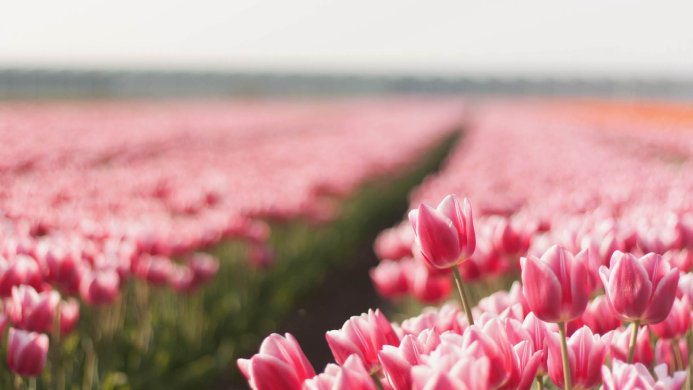 Field of pink and white tulips in bloom on a sunny day