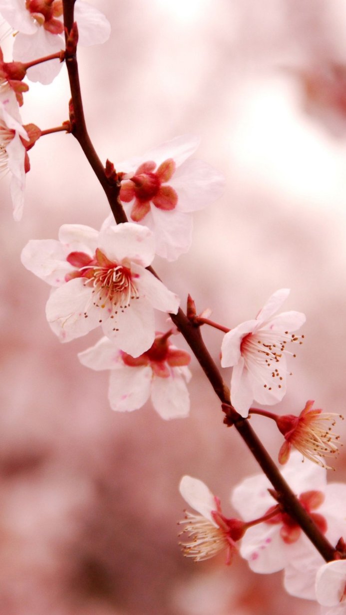 Close-up of plum blossoms on a branch, soft pink background