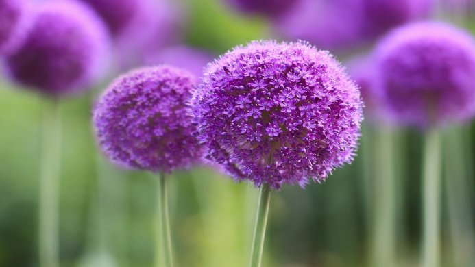 Purple Allium flowers in bloom with a blurred green background