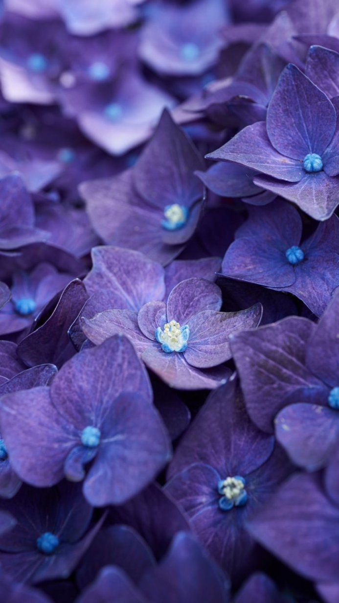 Close-up of purple and blue hydrangea flowers with visible stamen