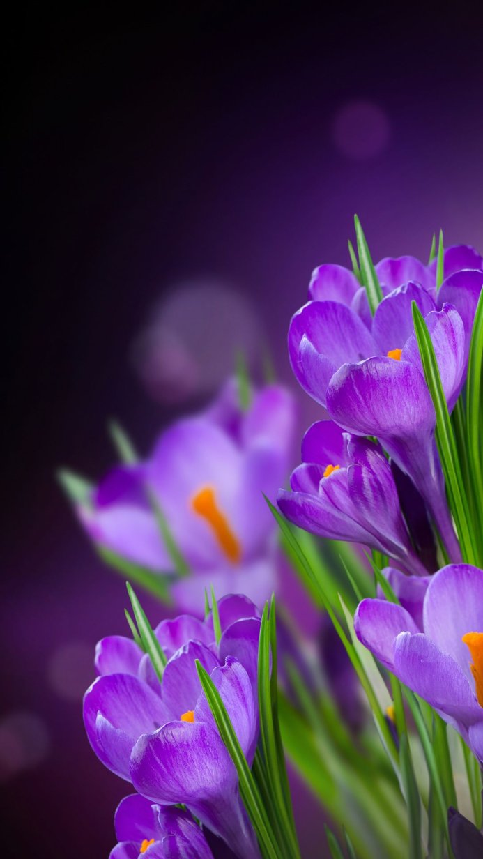 Close-up of vibrant purple Crocus flowers with green leaves against a dark purple background