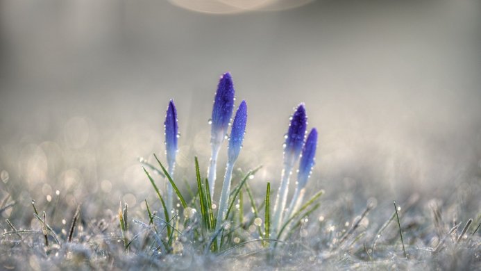 Close-up of purple crocus flowers with water droplets on a blurred, light background