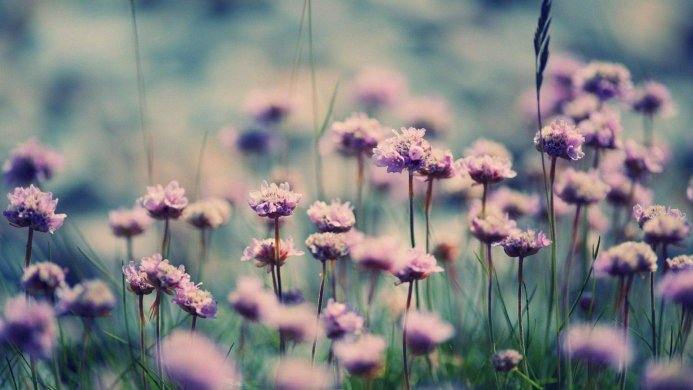 Field of purple flowers with a blurred blue background and green grass stems in soft focus
