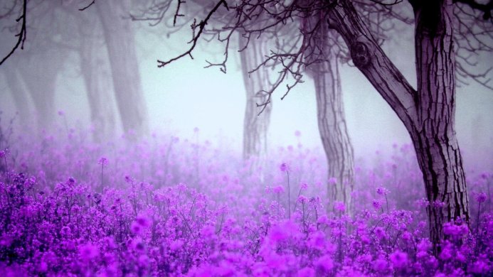 A field of purple flowers in a foggy forest with trees