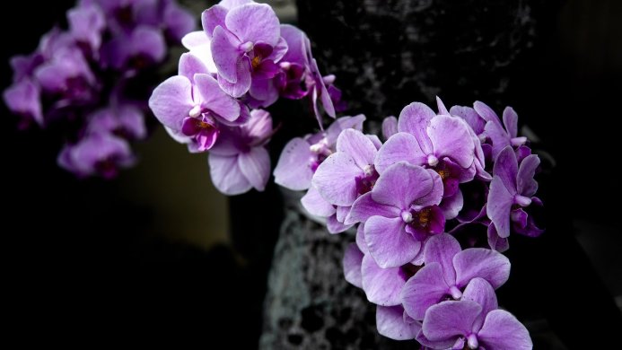 A cluster of purple orchids against a dark background