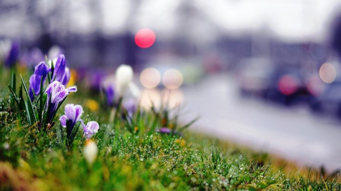 Purple and white crocuses in grass with dew, blurred background