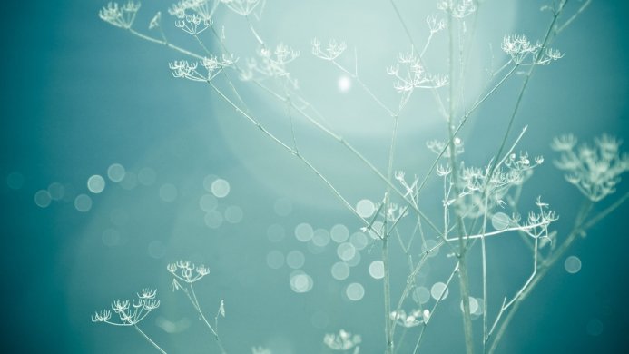 Queen Anne's Lace against a blurred blue background with bokeh