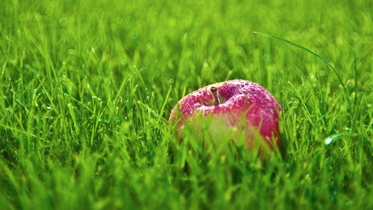 Red apple in green grass with dew
