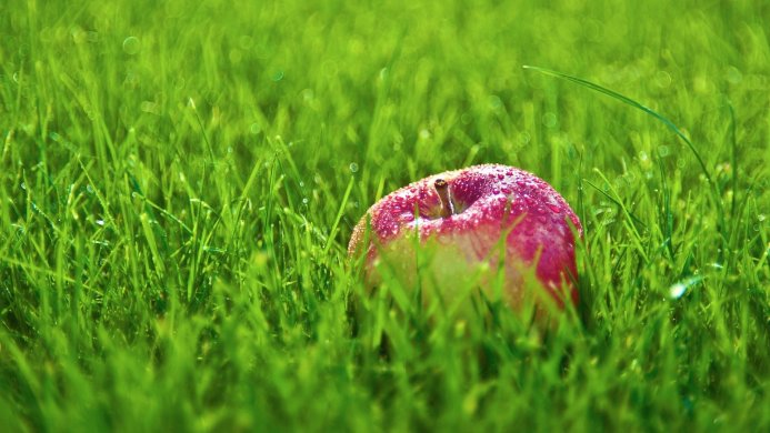 A red apple covered in water droplets sits in bright green grass