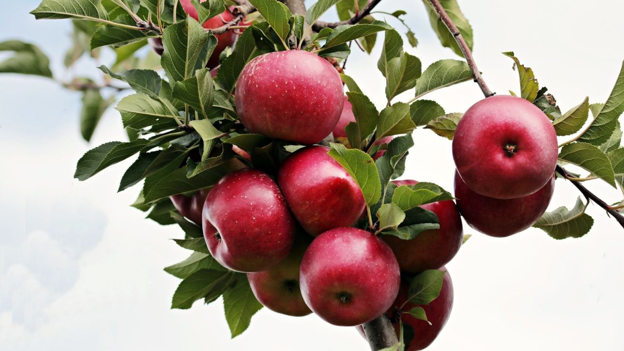 Red apples on a tree branch