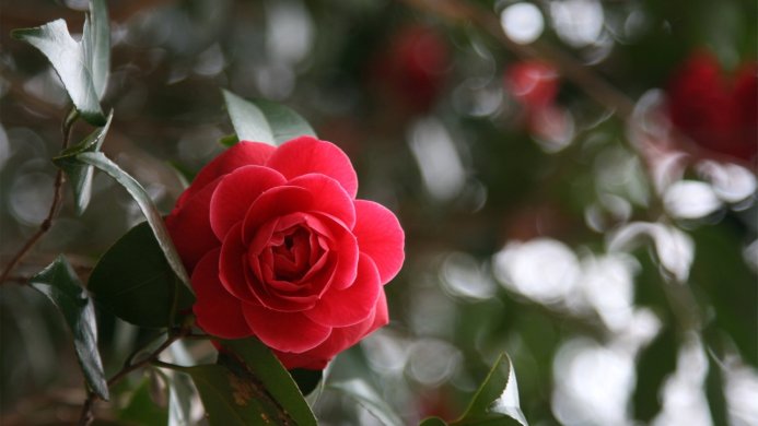 A vibrant red camellia flower with green leaves, bokeh background