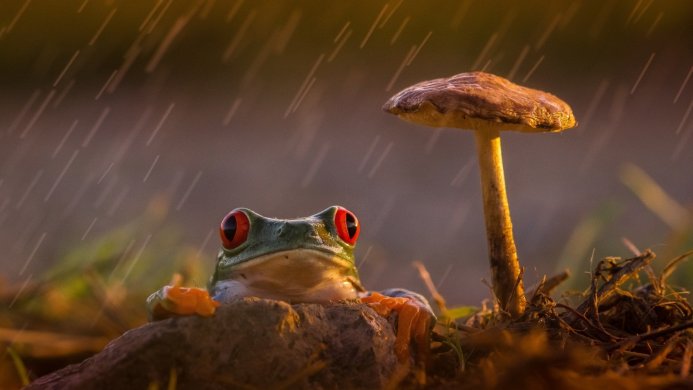 A red-eyed tree frog sits near a mushroom during a rain shower