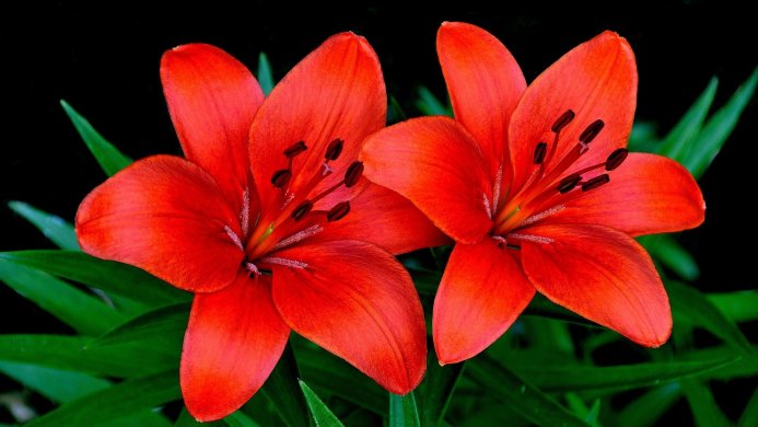 Two red lilies with green leaves on a black background