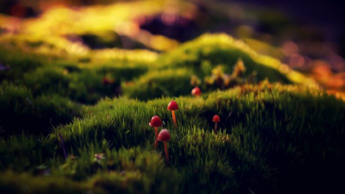 Small red mushrooms growing on vibrant green moss in a forest setting