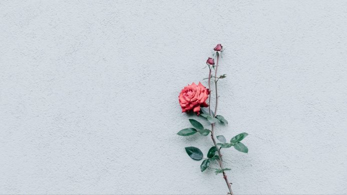 A red rose on a stem with green leaves against a light gray textured wall