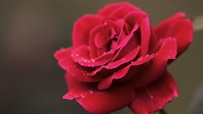 Close-up of a red rose with water droplets on its petals