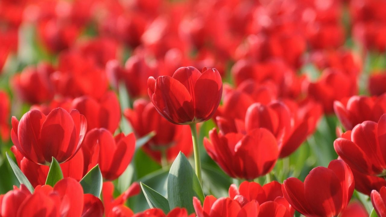 Field of red tulips blooming in spring