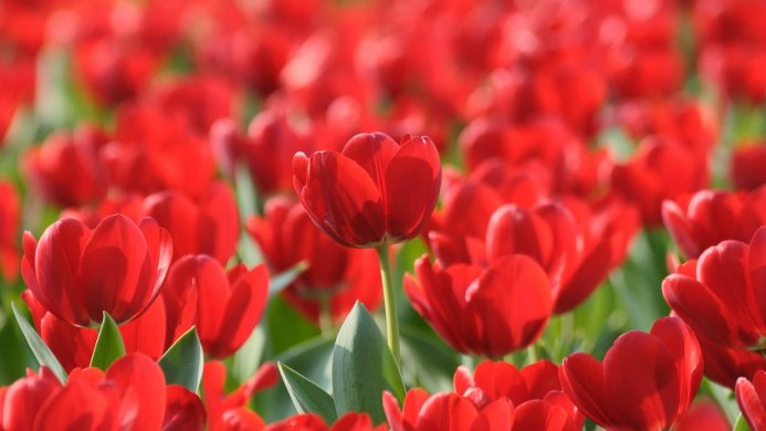 A field of bright red tulips with green leaves, captured in natural light