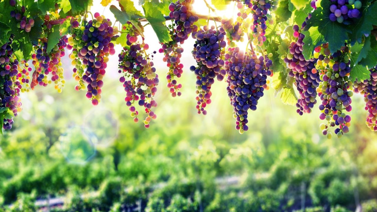 Close-up of ripe grapes