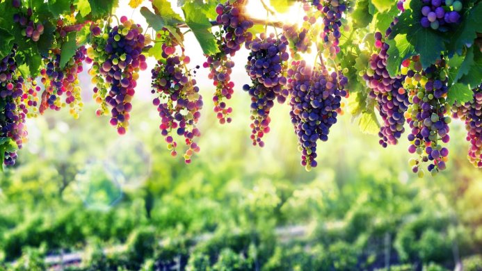 Close up of bunches of grapes hanging from a vine with green background