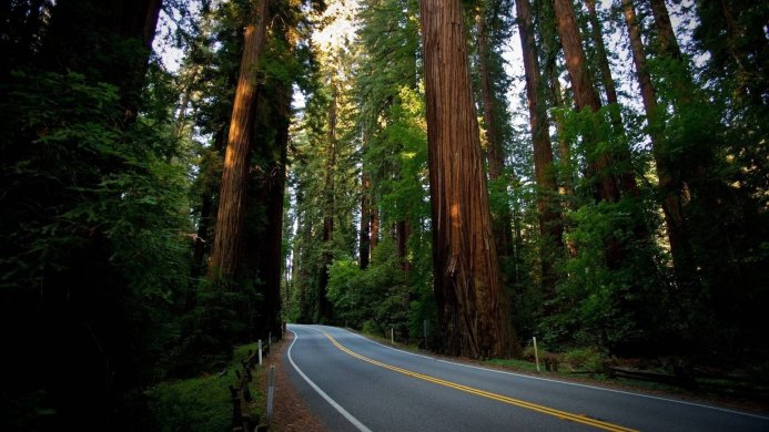 Road winding through a dense forest of tall trees