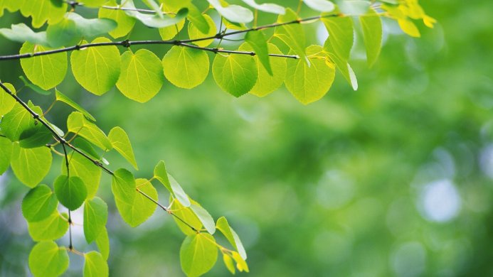 Close-up of round green leaves on branches against a blurred green background