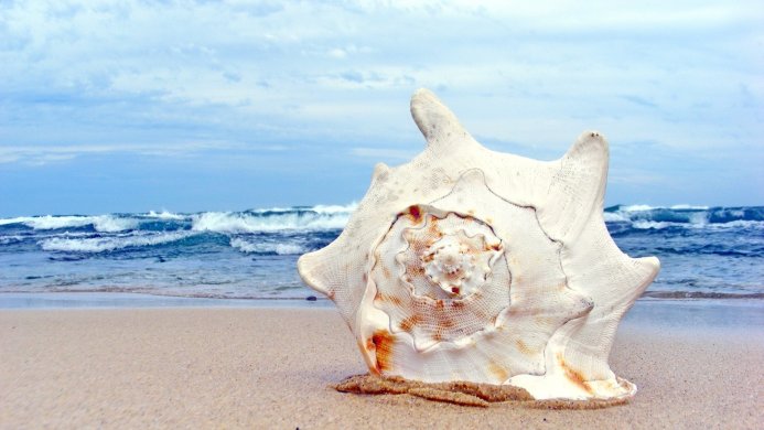 Large seashell on a sandy beach with ocean waves and a cloudy sky in the background