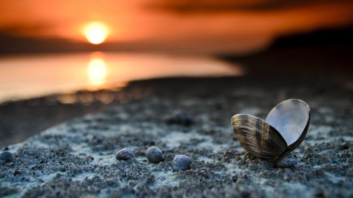 Seashell and pebbles on the beach at sunset