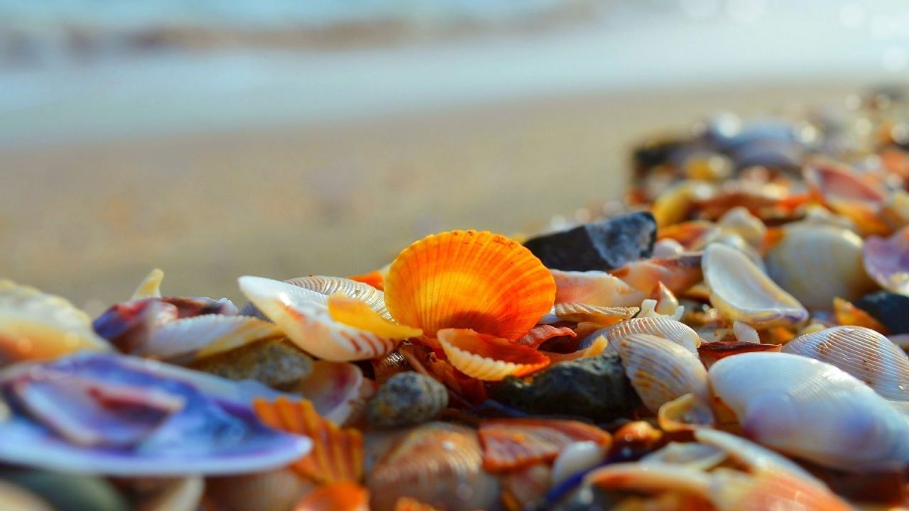 Collection of seashells on the beach