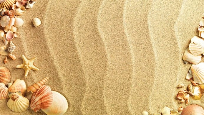Seashells and a starfish on rippled beach sand