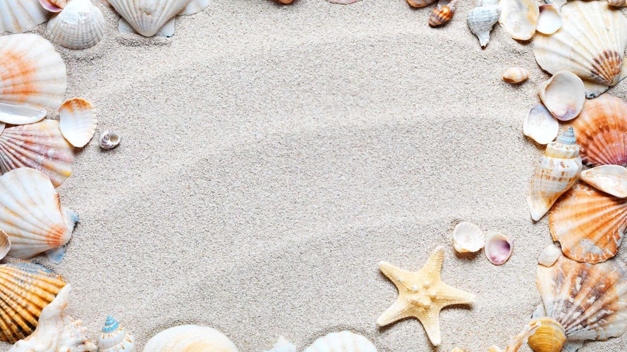 Seashells and starfish on sand