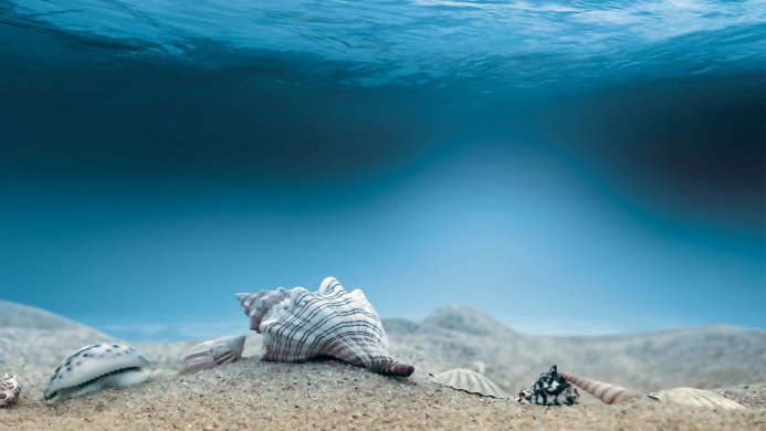 Several seashells on a sandy seabed under clear blue water