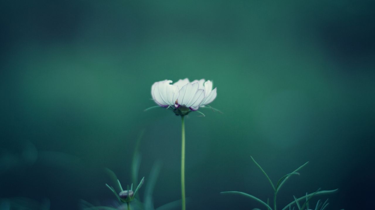 White cosmos flower on a green background