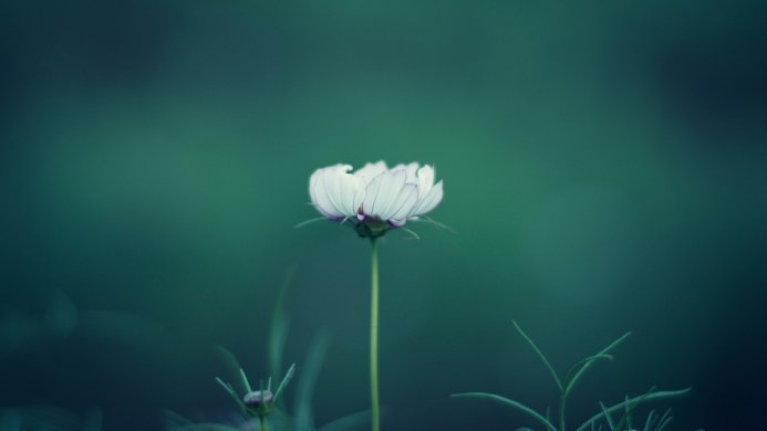 A single white flower with delicate petals against a dark green background