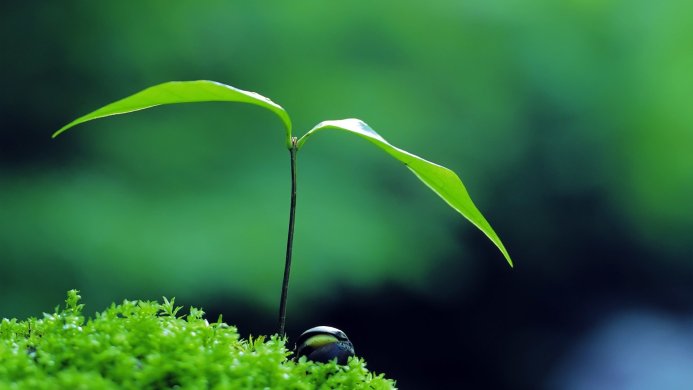 A small sprout emerging from moss, symbolizing new life and growth