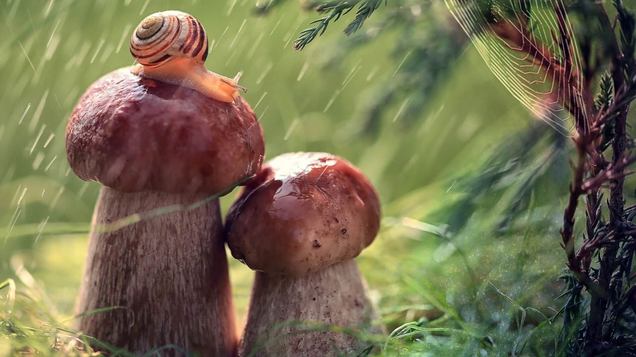Snail on a mushroom in the rain