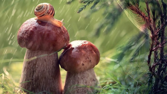 A snail on a mushroom in the rain. Forest background, close-up